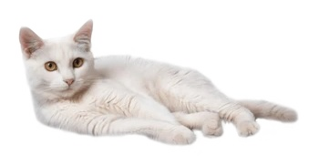 White cat lying down